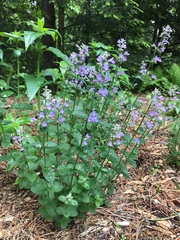 Nepeta racemosa racemosa