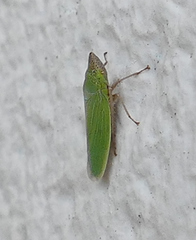 Draeculacephala floridana