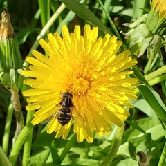 Helophilus groenlandicus