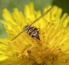 Toxomerus geminatus