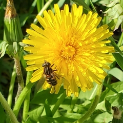 Helophilus groenlandicus