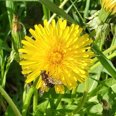 Helophilus groenlandicus