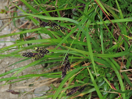 Image of Carex atrata by (c) Jacy Chen, some rights reserved (CC BY)