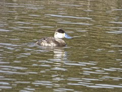 Oxyura jamaicensis