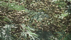 Dasineura rubiformis