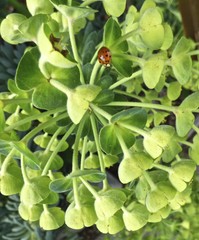Harmonia axyridis