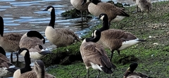 Branta canadensis