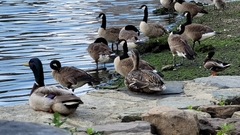 Branta canadensis