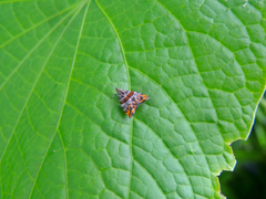 Hemerophila