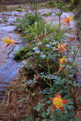 Aquilegia elegantula