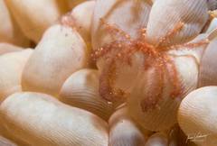 Achaeus japonicus