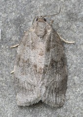 Choristoneura conflictana