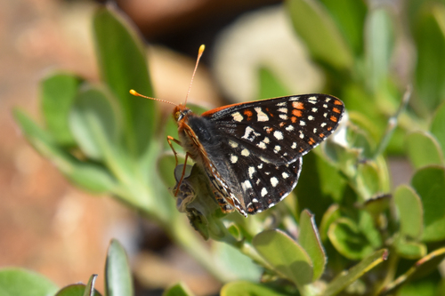 Occidryas colon