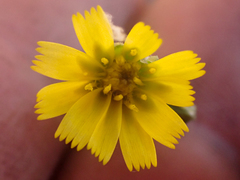 Hieracium bolanderi