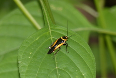 Hemithyrsocera vittata