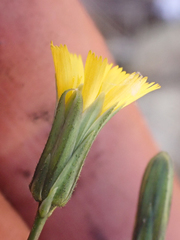Hieracium bolanderi