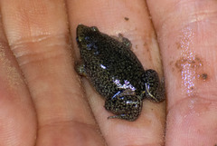 Elachistocleis haroi