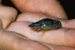 Elachistocleis haroi