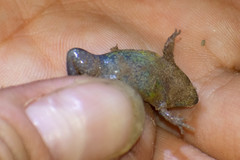 Elachistocleis haroi