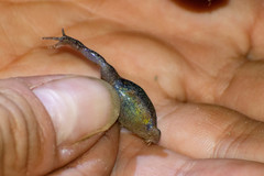 Elachistocleis haroi