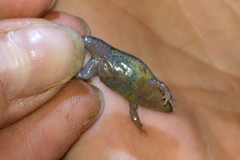 Elachistocleis haroi