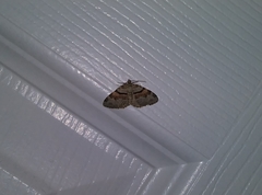 Xanthorhoe labradorensis