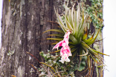 Tillandsia recurvifolia