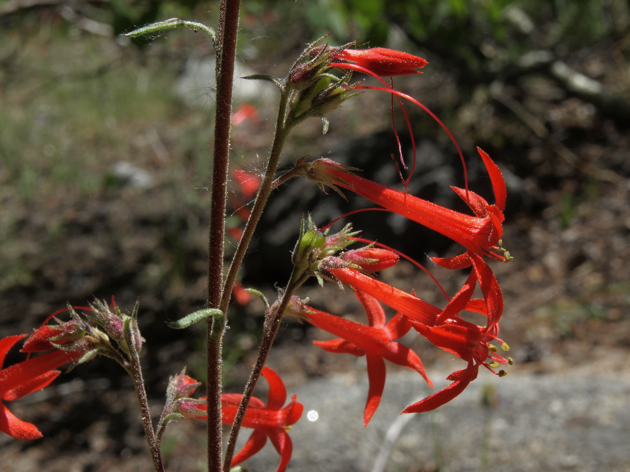 Ipomopsis aggregata ssp. aggregata