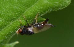 Chaetochlorops inquilinus