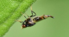 Chaetochlorops inquilinus