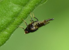 Chaetochlorops inquilinus