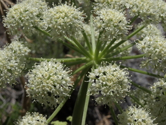 Angelica lineariloba