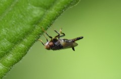 Chaetochlorops inquilinus