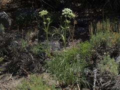 Angelica lineariloba