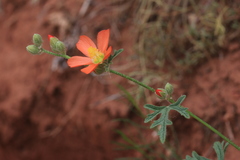 Sphaeralcea grossulariifolia