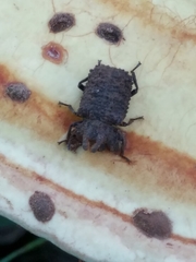 Bolitotherus cornutus