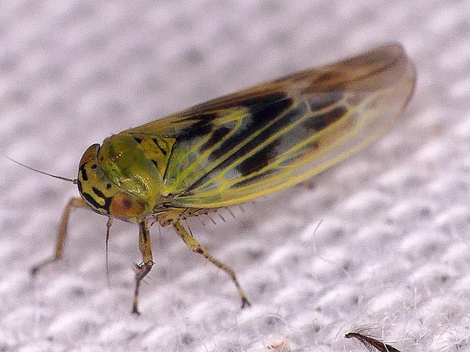 Macrosteles rotundicornis