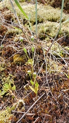 Plectritis congesta brachystemon