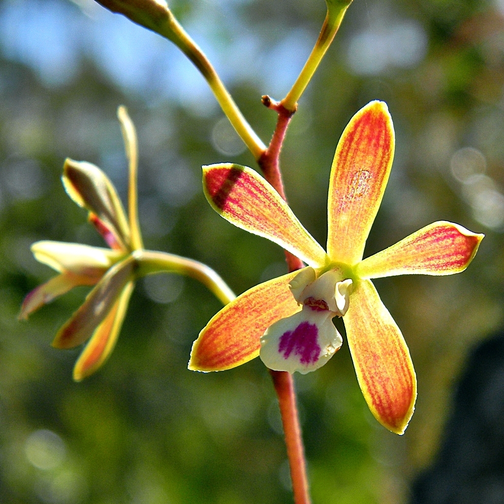 Florida Butterfly Orchid (MatBio: EPIPHYTES & PARASITES - Matanzas