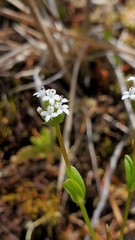 Plectritis congesta brachystemon