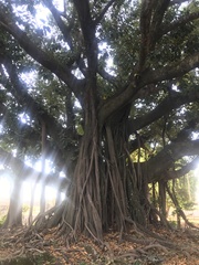 Ficus doliaria