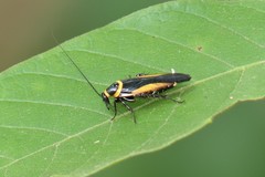 Hemithyrsocera vittata