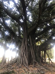 Ficus doliaria