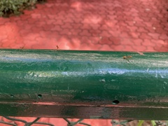 Oecophylla smaragdina