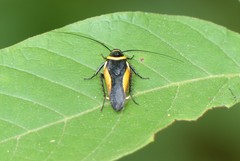 Hemithyrsocera vittata