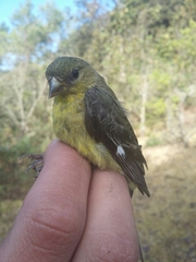 Spinus psaltria