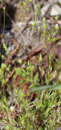 Image of Sabulina dawsonensis by (c) Mary Krieger, some rights reserved (CC BY)