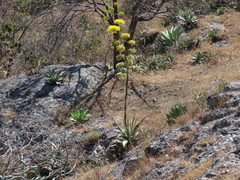 Agave seemanniana