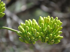Agave seemanniana