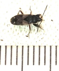 Eremocoris obscurus